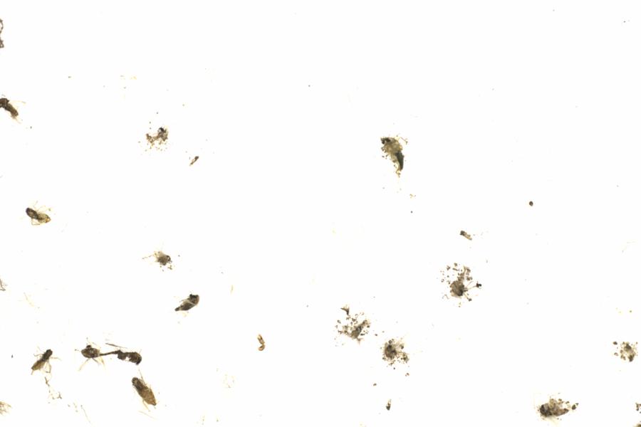 Fullscreen Image