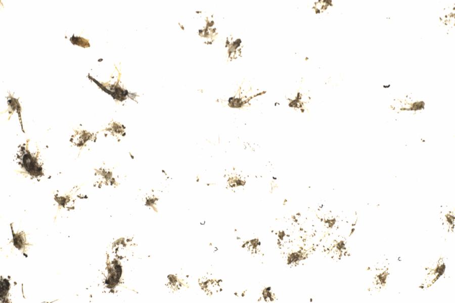Fullscreen Image