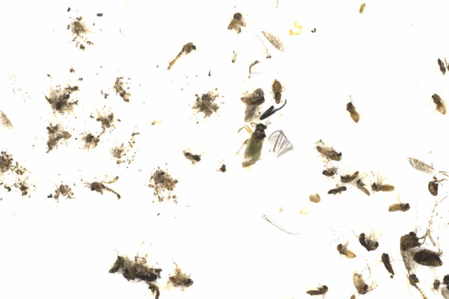Fullscreen Image