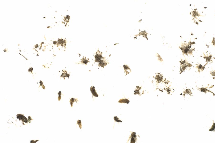 Fullscreen Image