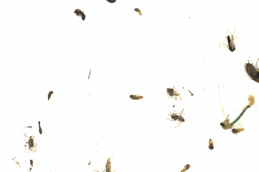 Fullscreen Image