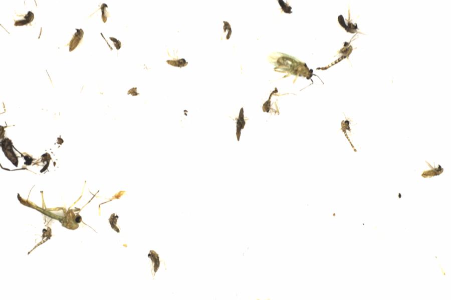 Fullscreen Image