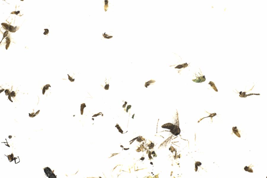 Fullscreen Image