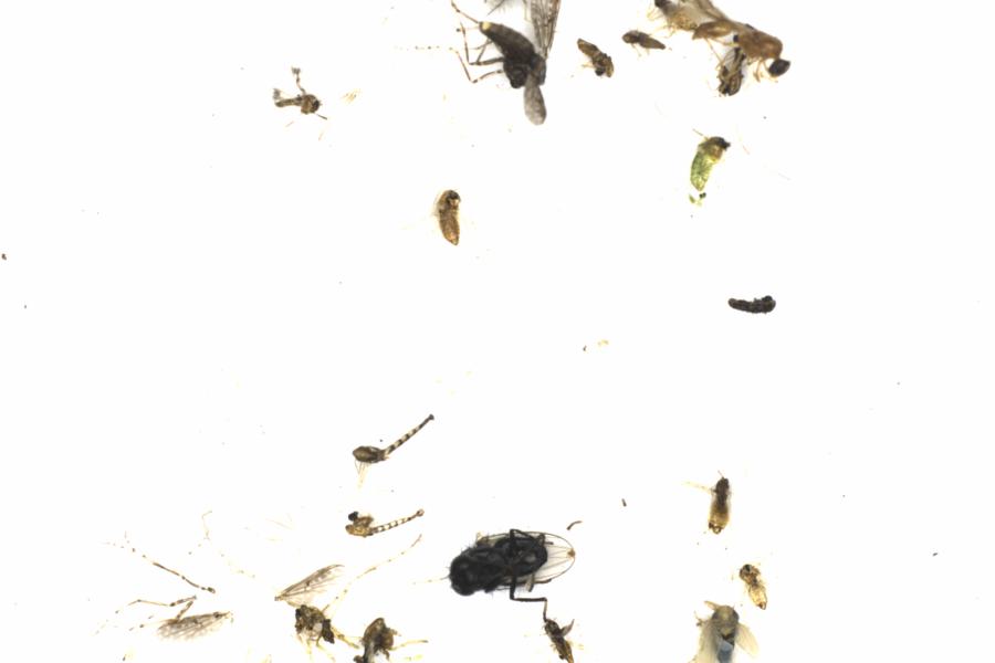 Fullscreen Image