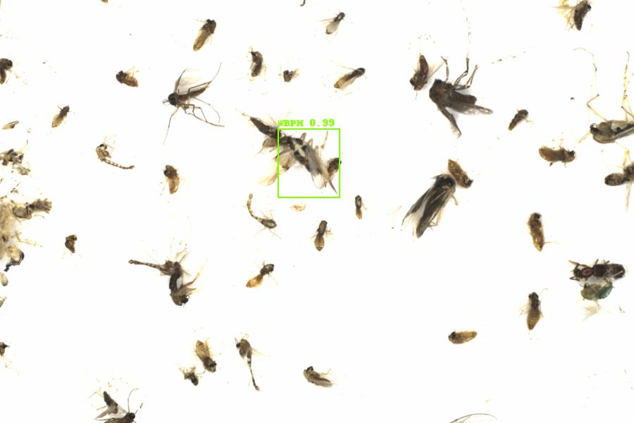 Fullscreen Image