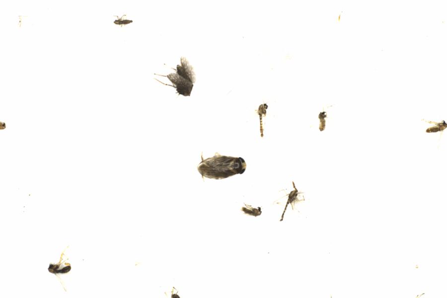Fullscreen Image