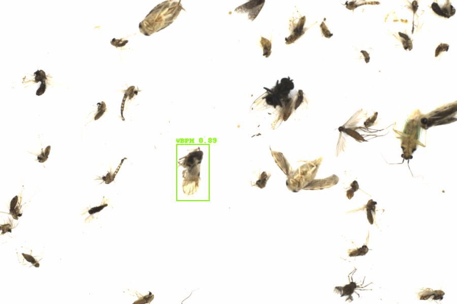 Fullscreen Image