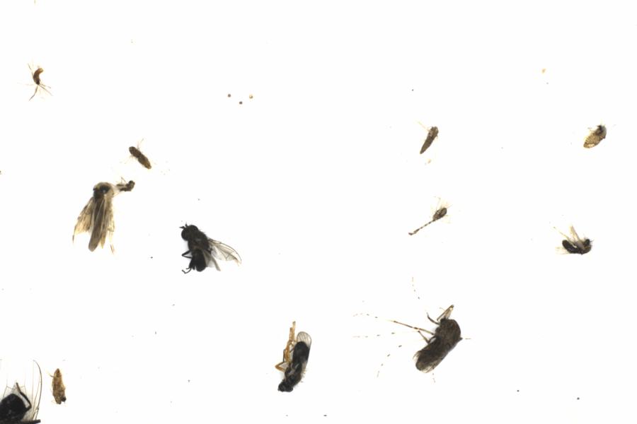Fullscreen Image