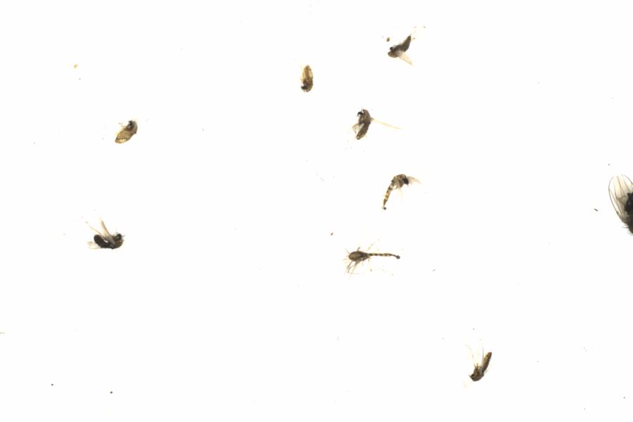 Fullscreen Image