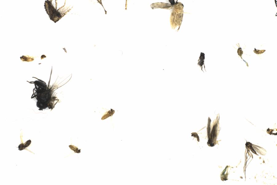 Fullscreen Image