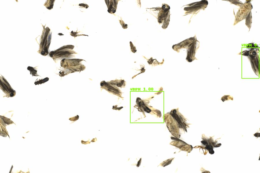 Fullscreen Image
