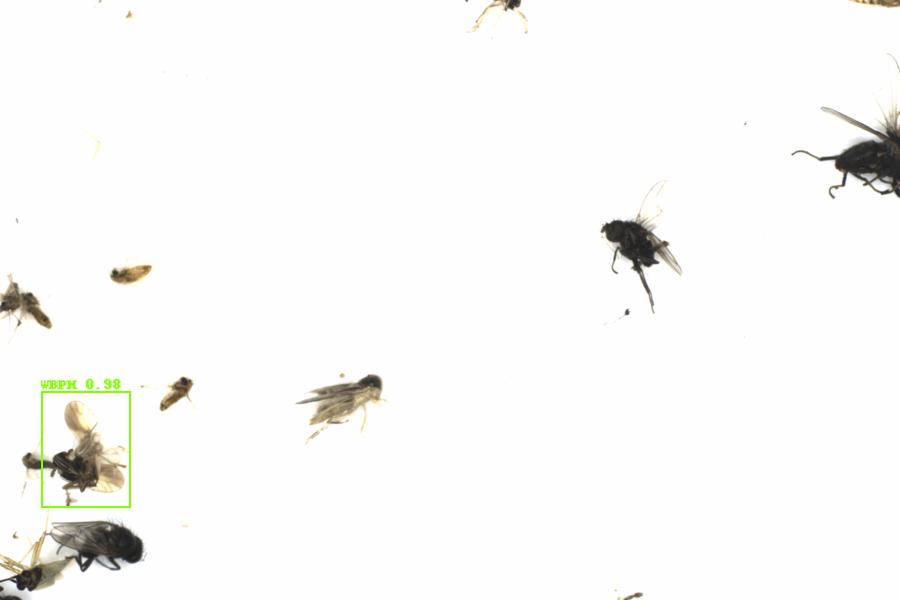 Fullscreen Image