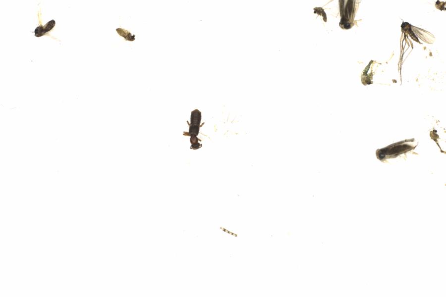 Fullscreen Image