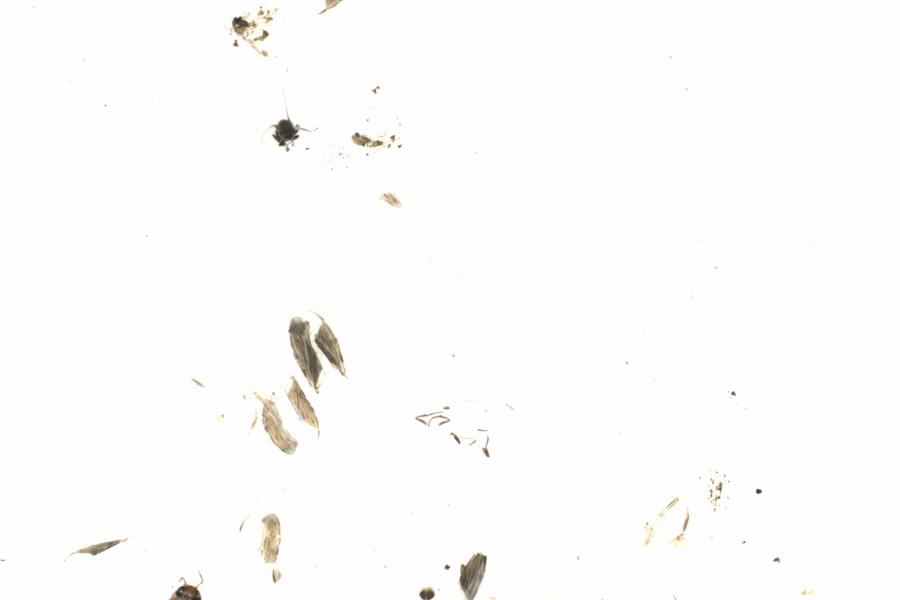 Fullscreen Image