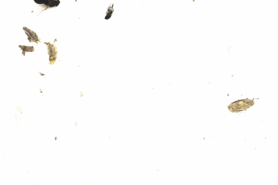 Fullscreen Image