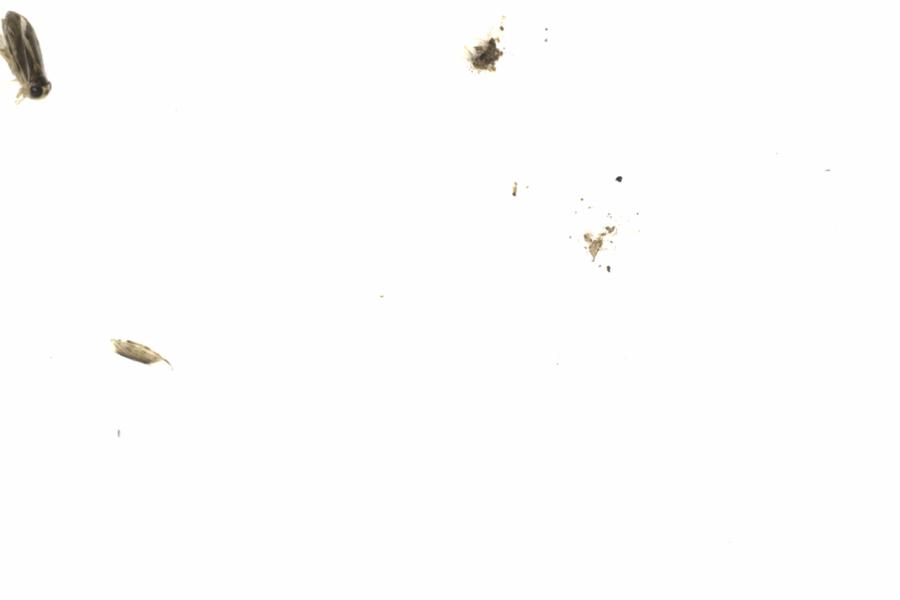 Fullscreen Image
