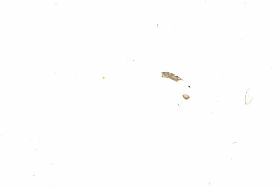 Fullscreen Image