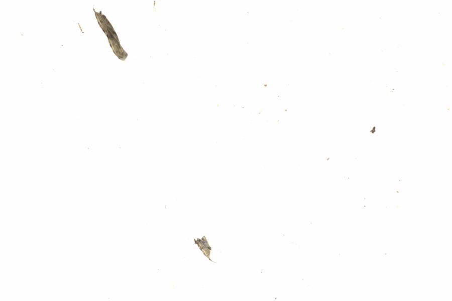 Fullscreen Image