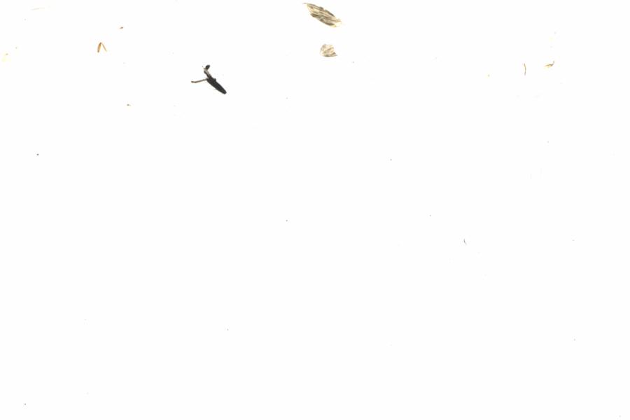 Fullscreen Image