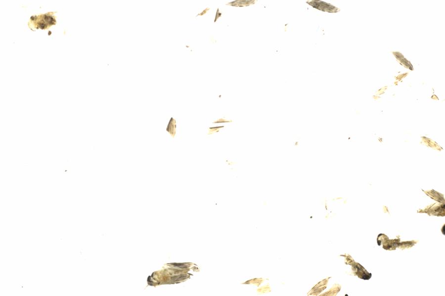 Fullscreen Image