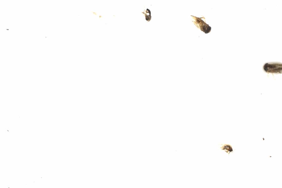 Fullscreen Image