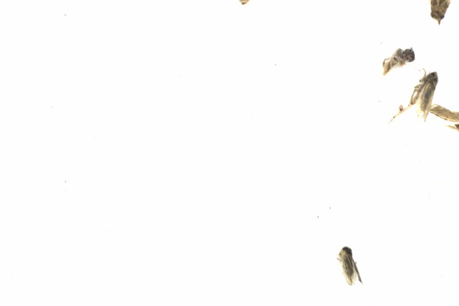 Fullscreen Image