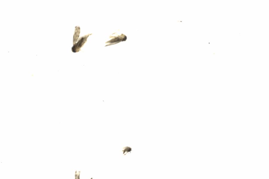 Fullscreen Image