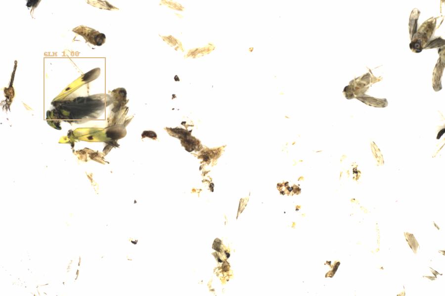 Fullscreen Image