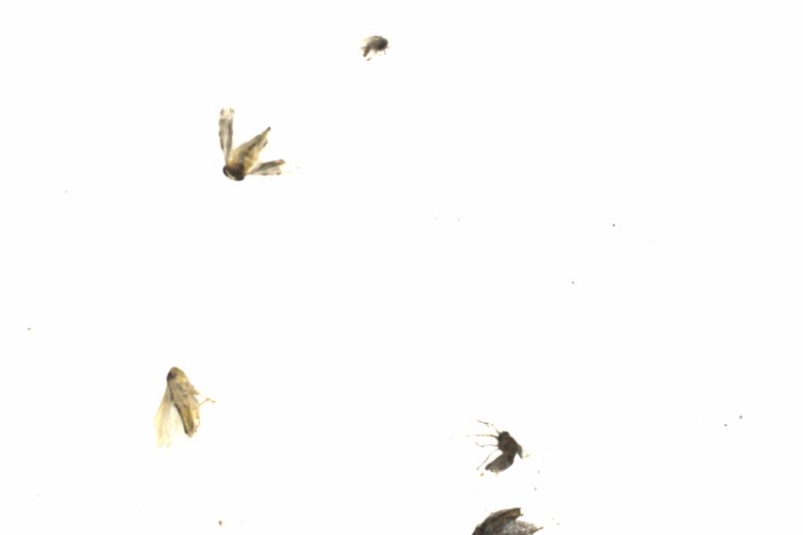 Fullscreen Image