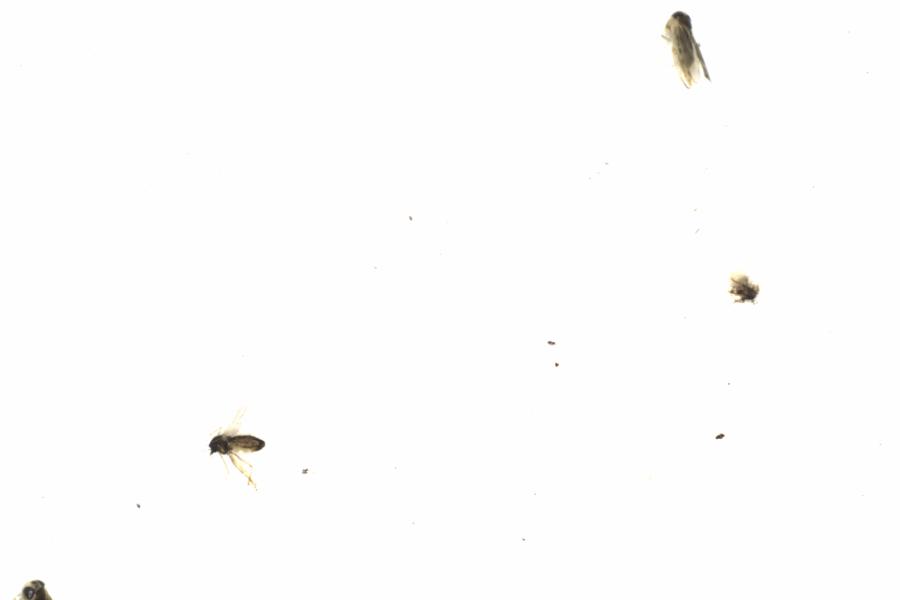 Fullscreen Image