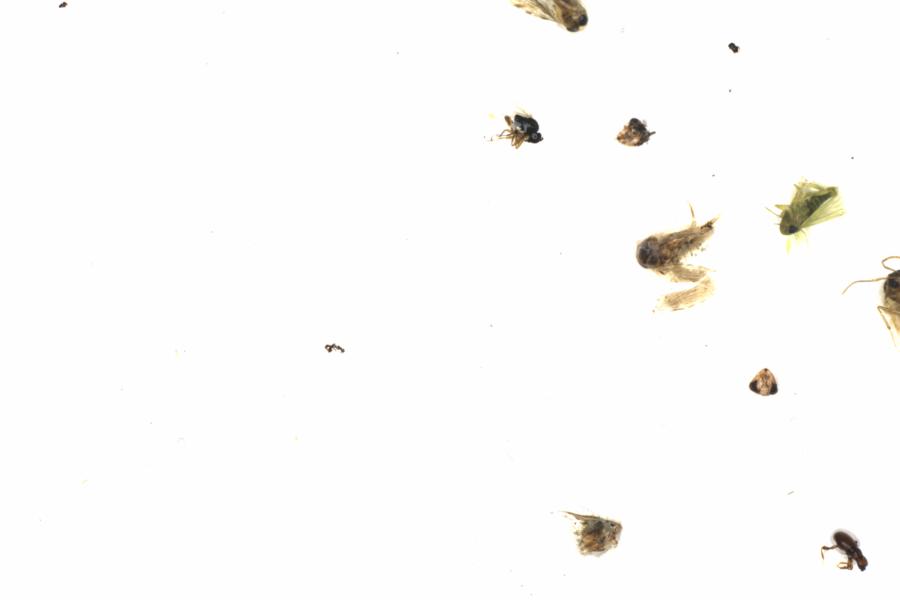 Fullscreen Image