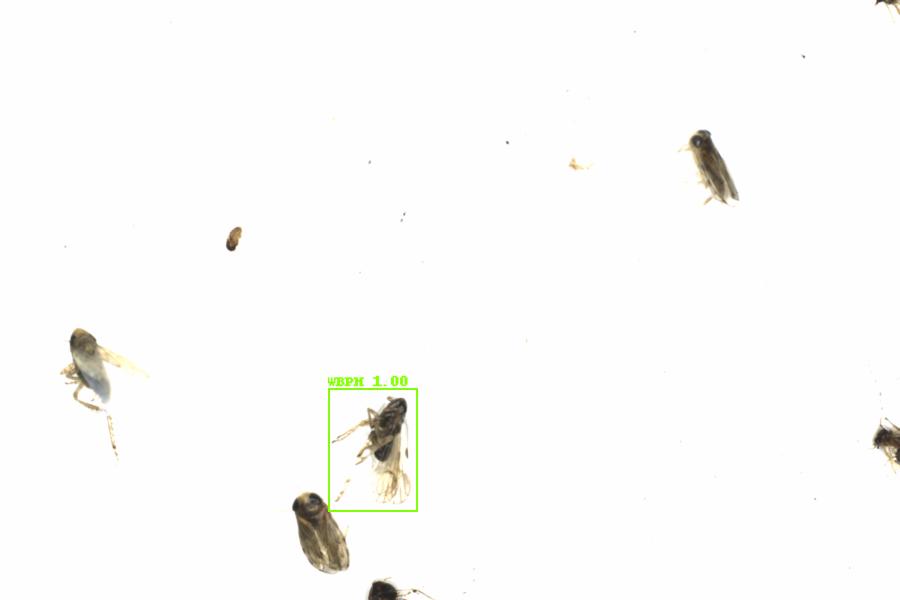 Fullscreen Image