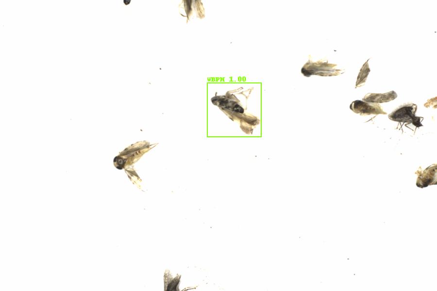 Fullscreen Image