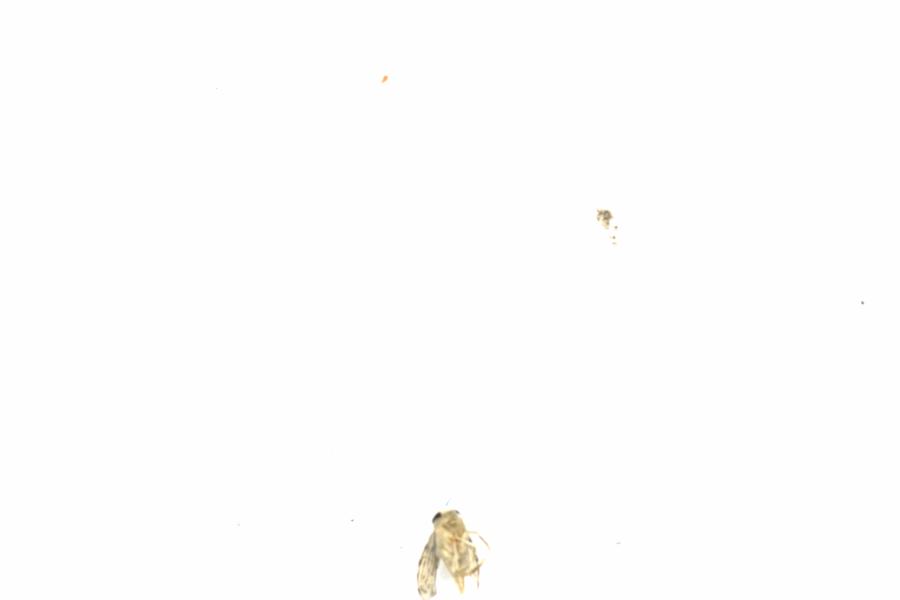 Fullscreen Image
