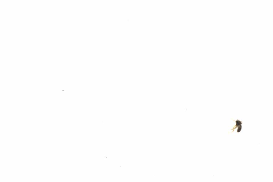 Fullscreen Image