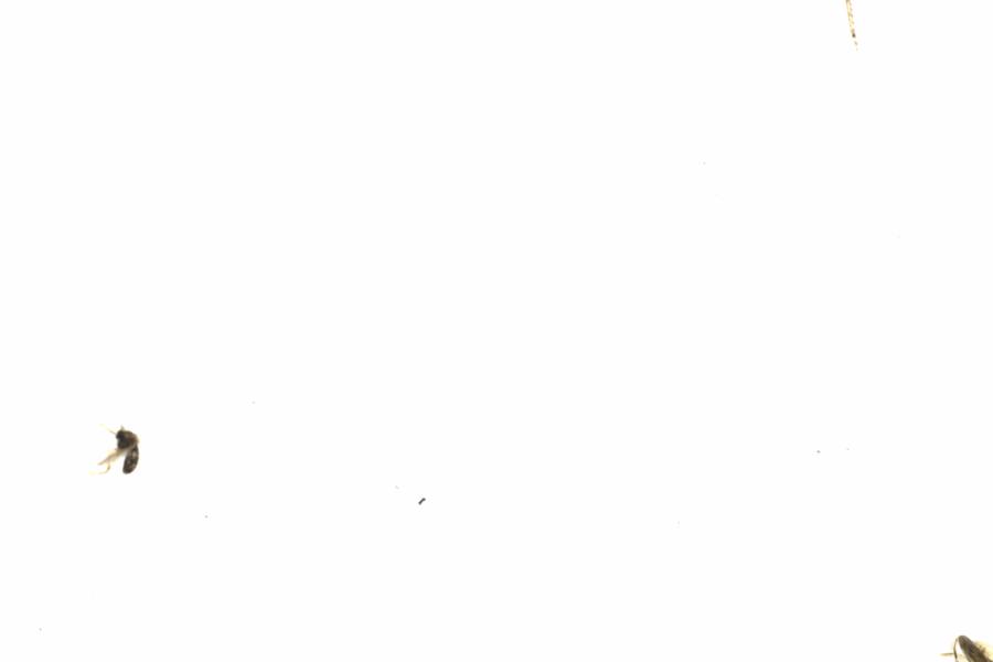 Fullscreen Image
