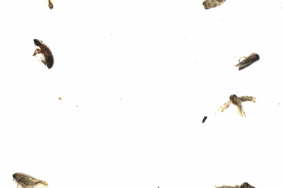 Fullscreen Image