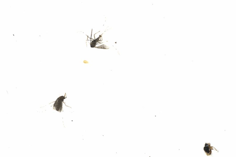 Fullscreen Image