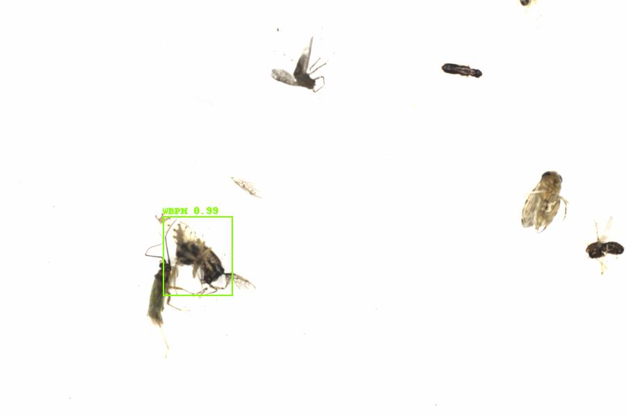 Fullscreen Image