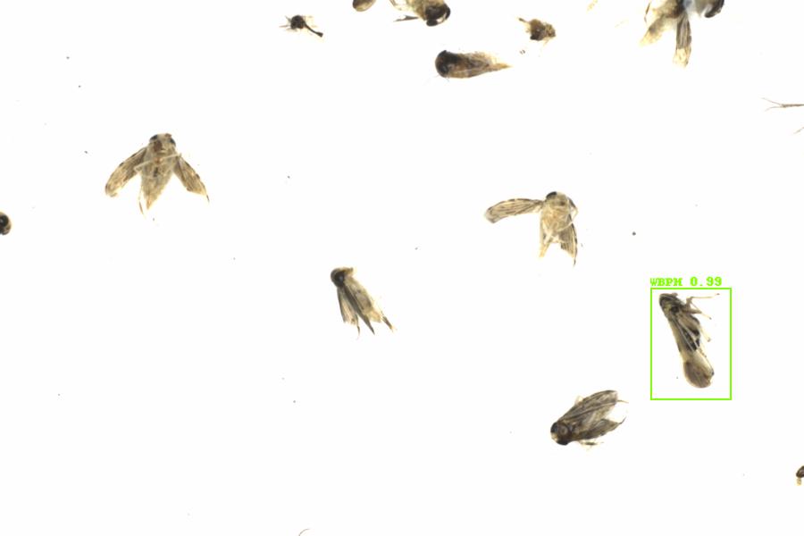 Fullscreen Image
