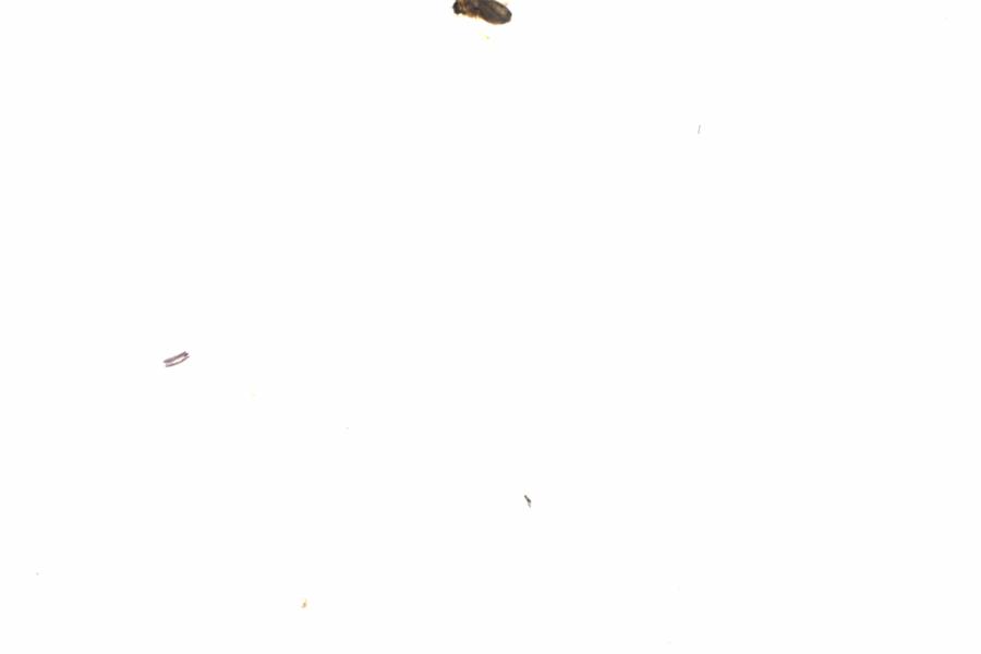 Fullscreen Image