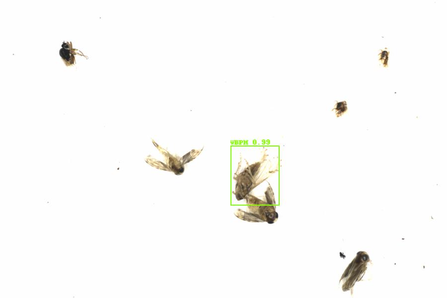 Fullscreen Image