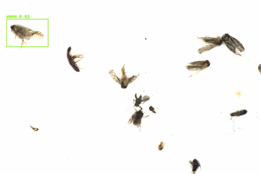 Fullscreen Image