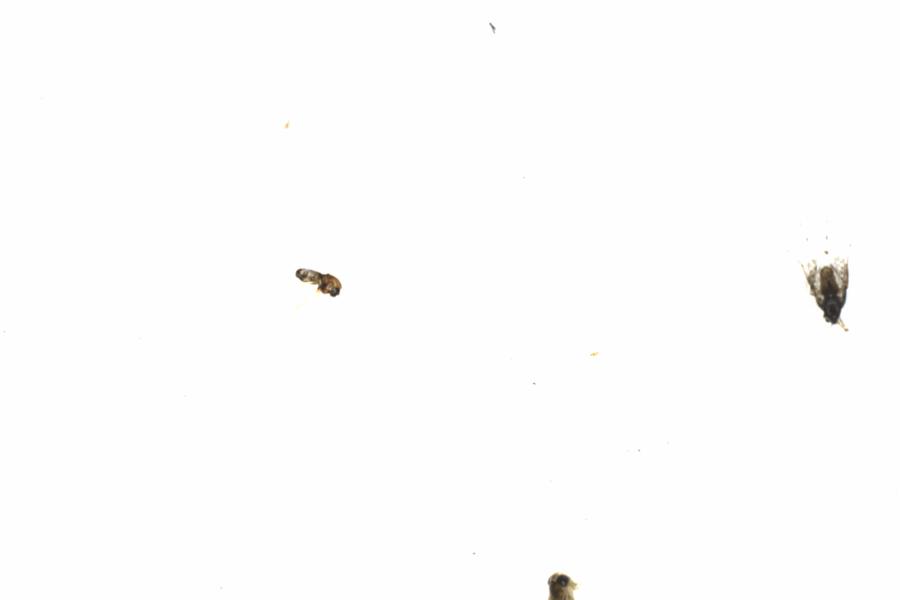 Fullscreen Image