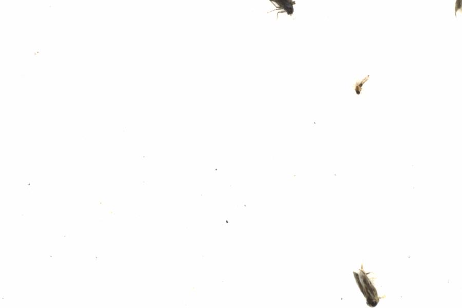 Fullscreen Image