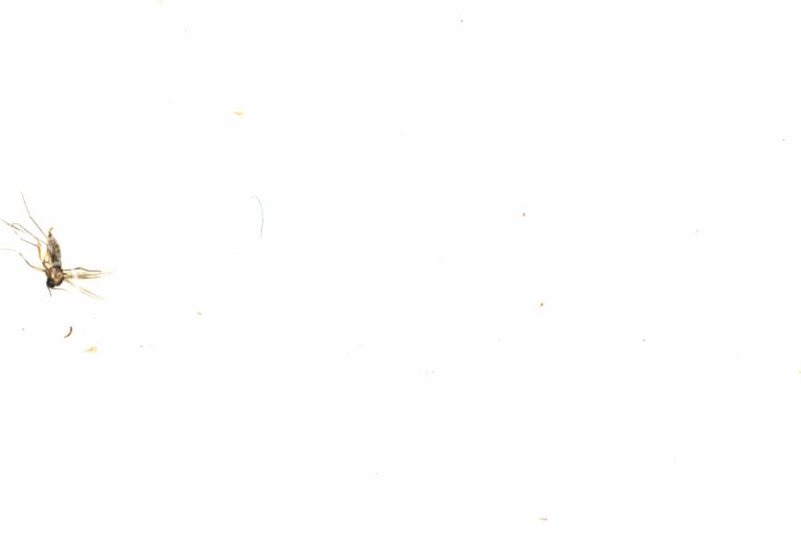 Fullscreen Image