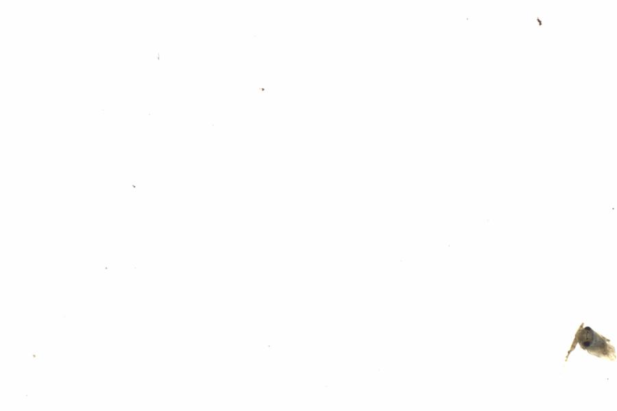 Fullscreen Image