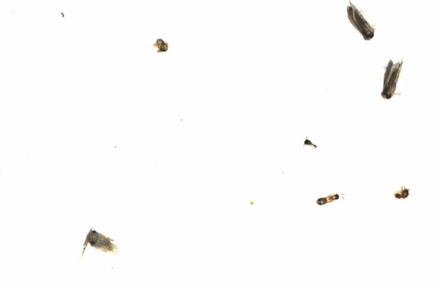 Fullscreen Image