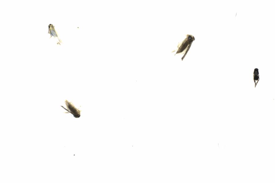 Fullscreen Image