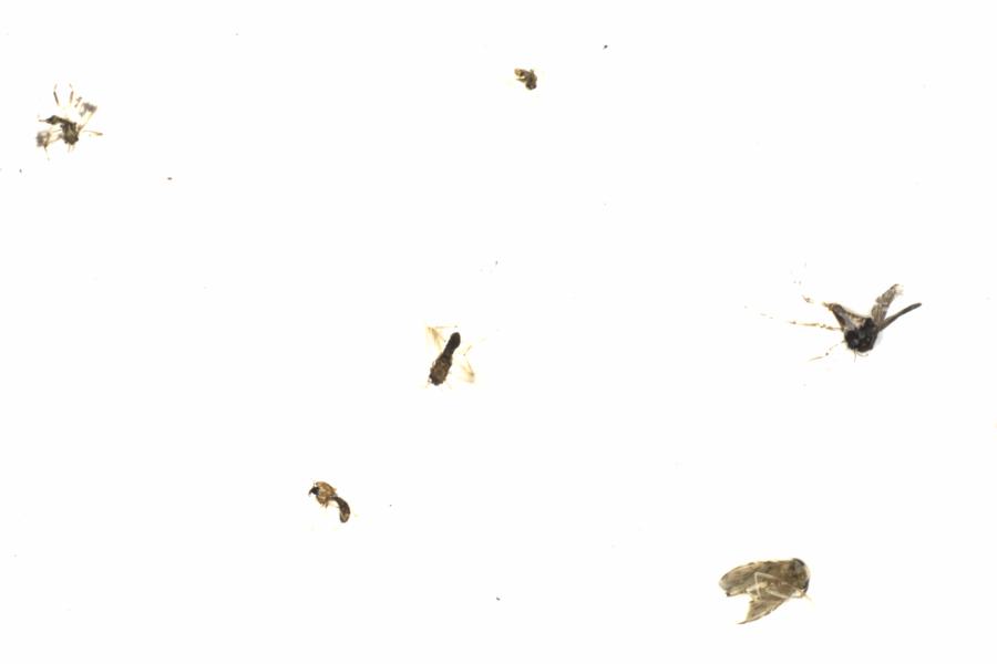 Fullscreen Image